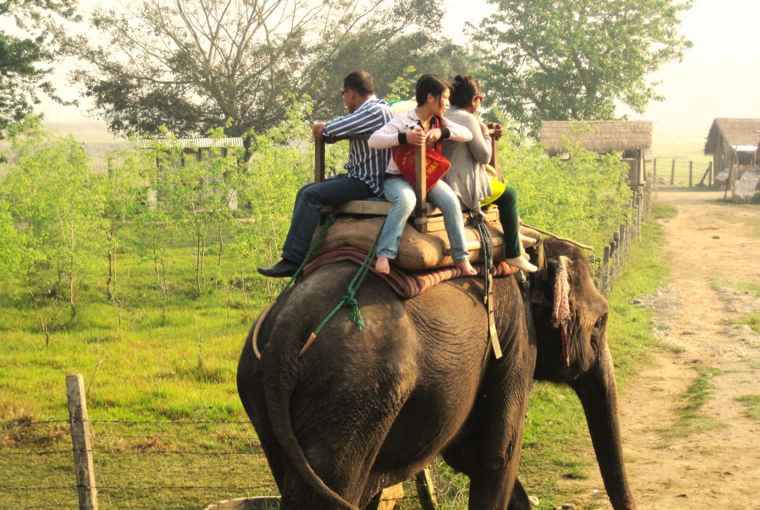 Jungle Safari